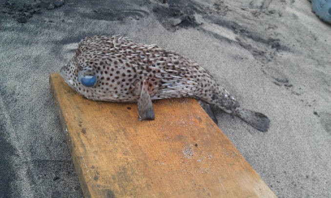 Porcupinefish in Panama