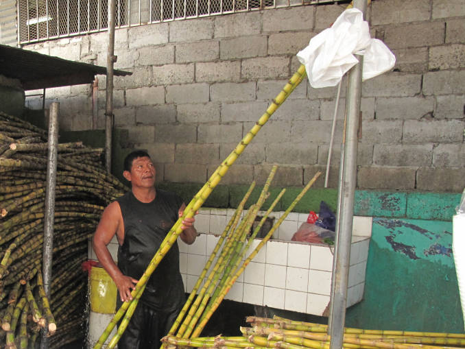 Cleaning sugar canes (dirty ones on the left and clean ones on the right)