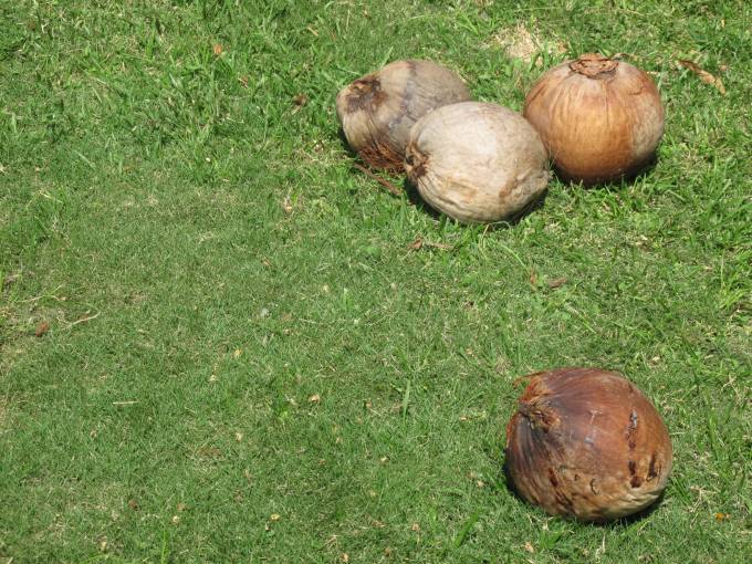 Coconuts on the Panamanian grass Coconuts on the Panamanian grass