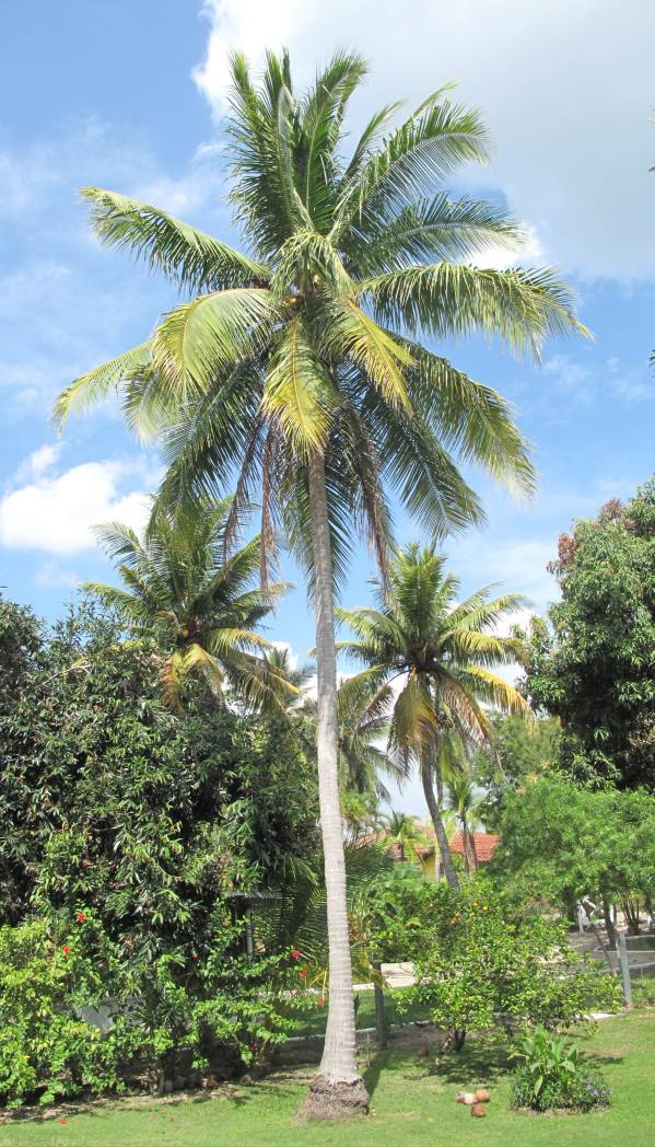 Coconut tree