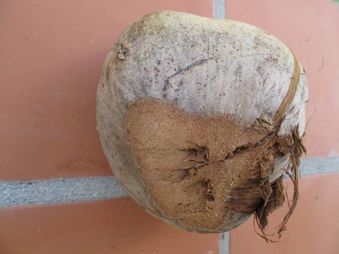Step 3: A coconut with its top cut off