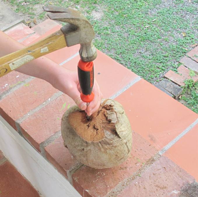 Step 4: Get to the coconut juice by hammering a screwdriver or nail into the coconut and drink up! Use a straw or pour into a glass.