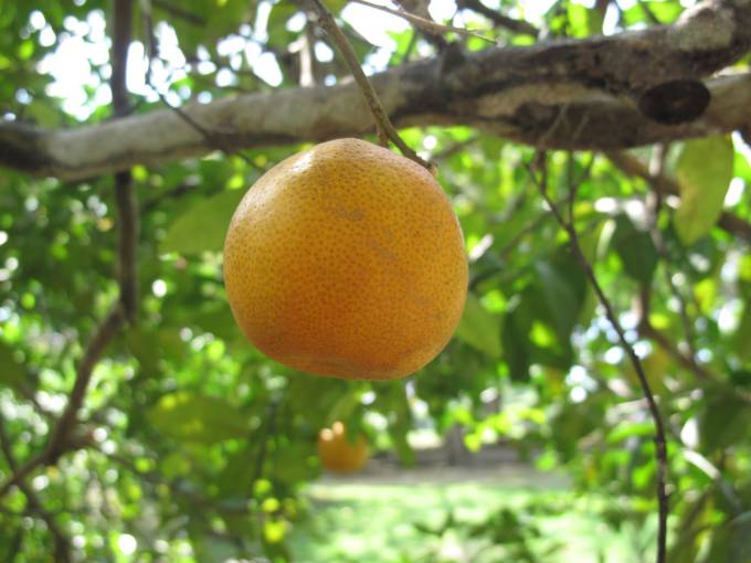 A lemon (not an orange) on a lemon tree! Who knew?