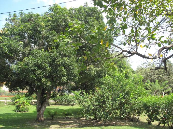 An unrelated mango tree