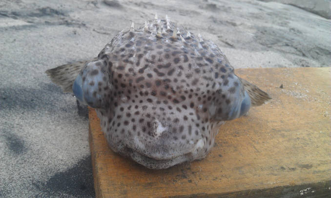 Front view of porcupine fish in Panama