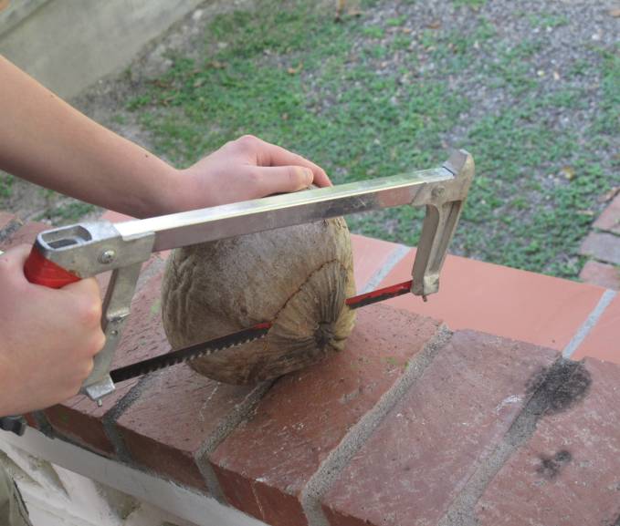 Step 1: Saw off the top of the coconut.