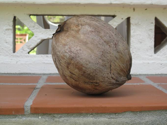 Hand-picked coconut