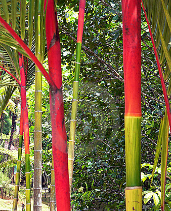Colourful bamboo