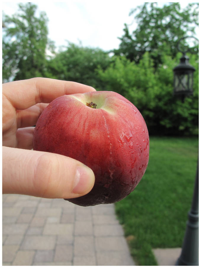 A delicious, white peach