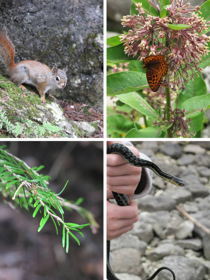 Flowerpot Island animals