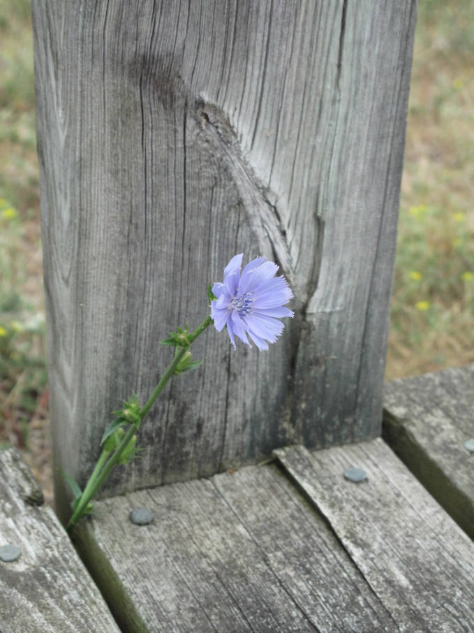 Violet flower at the Tobermory dock